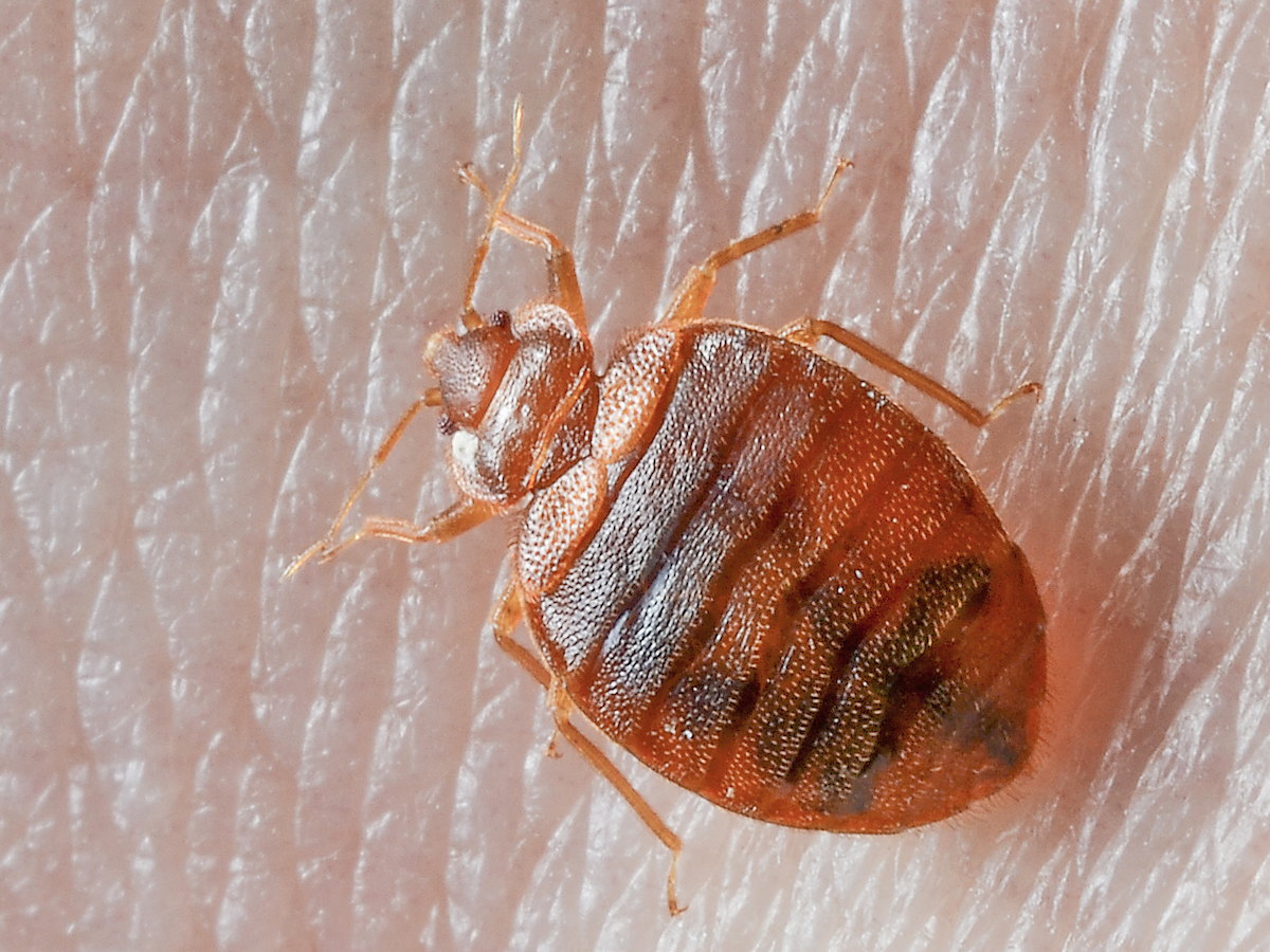 bed bugs travel on pets