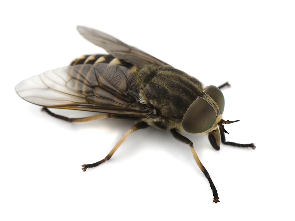 horse fly