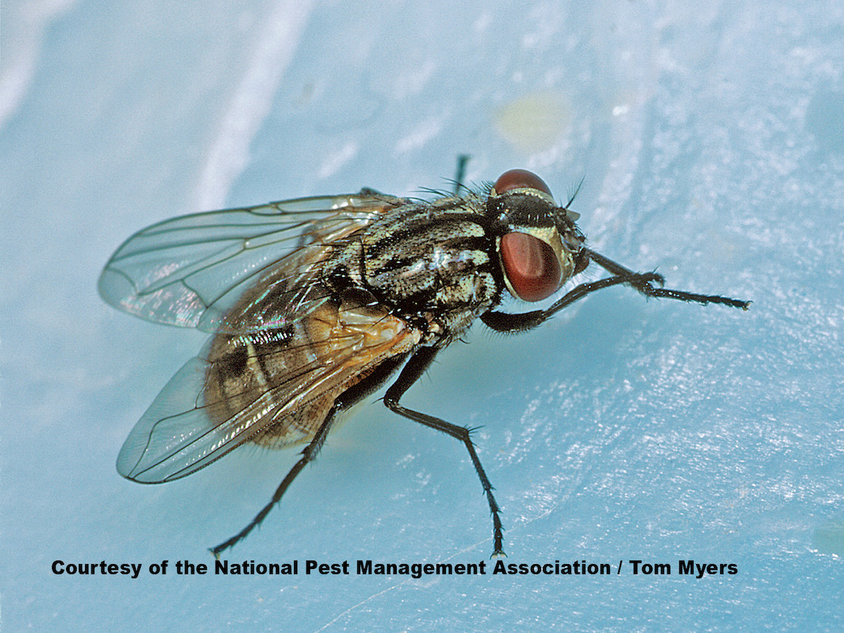 How to Get Rid of Flies in the House: Tips, Information