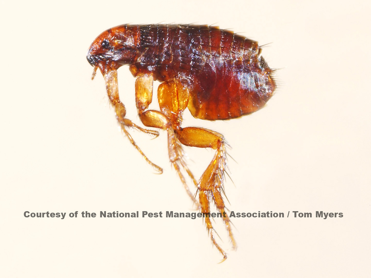 23 Flea  NPMA.jpg