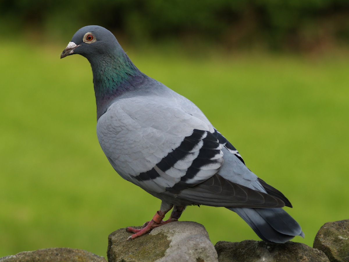 Keeping birds off your property