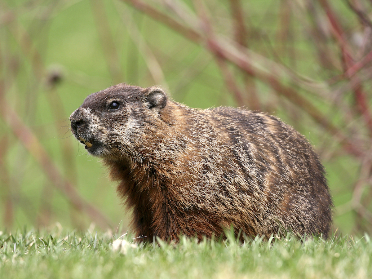 How to get rid of groundhogs woodchuck facts photos info