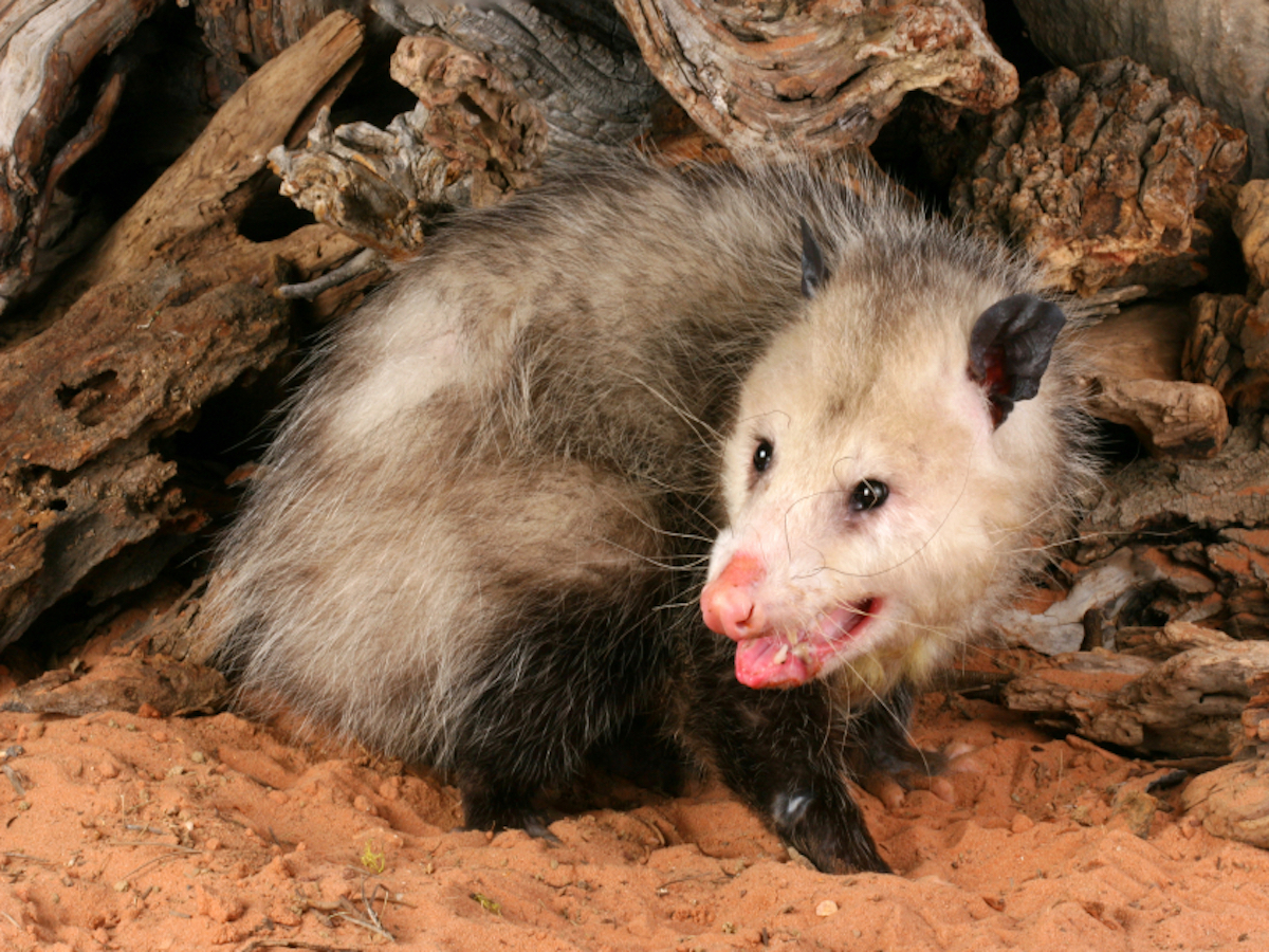 Opossum Facts Removal & Control of Opossums PestWorld