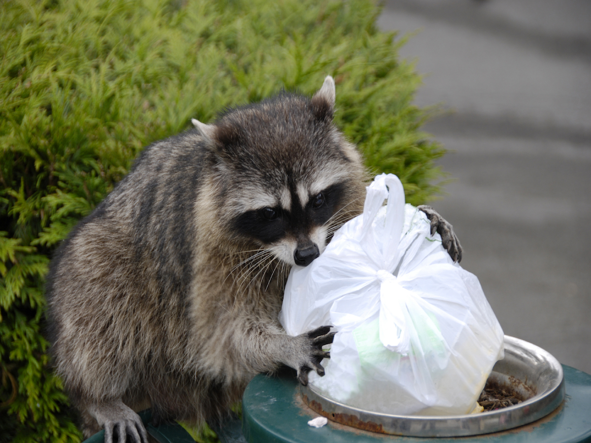 can a raccoon kill a small dog