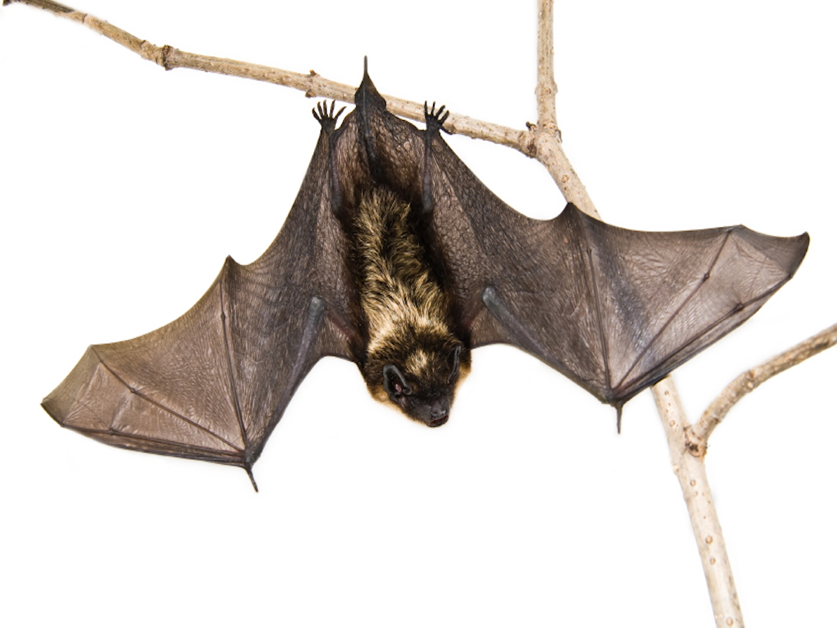 Bat Removal in The Villages - Trapping - Control