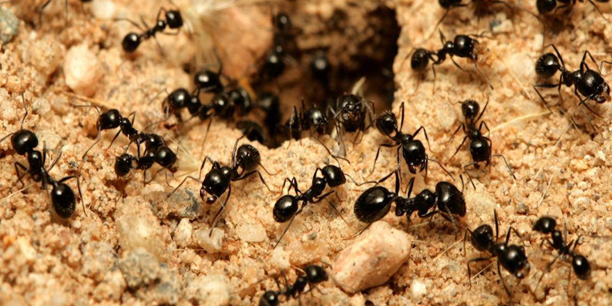 Carpenter Ant Identification Chart