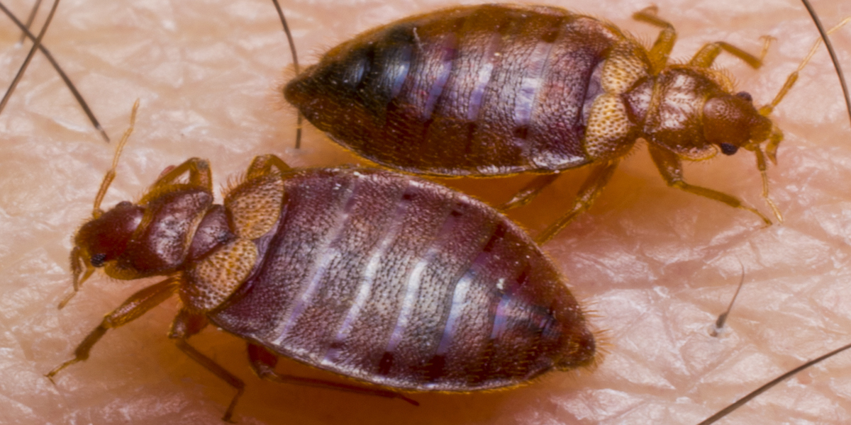 bed bug twin feeding.jpg