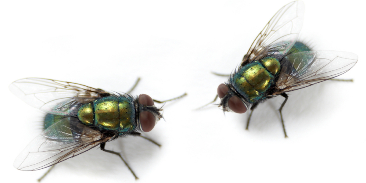 iStock_000001759709Small_2 flies.jpg