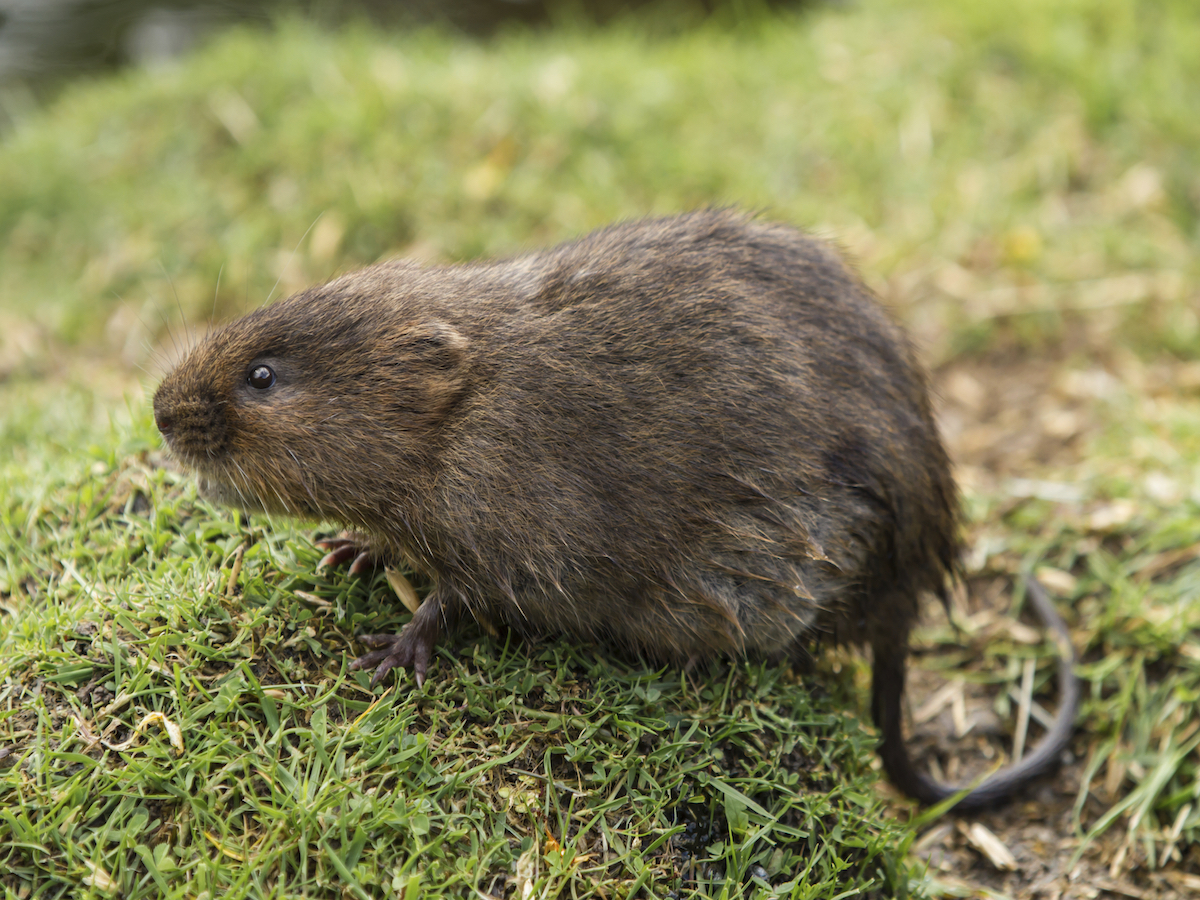 get rid of voles