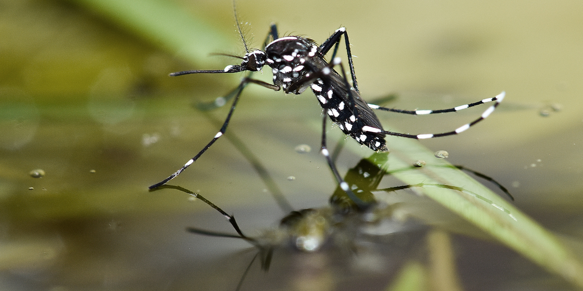 Asian tiger mosquito (Aedes albopictus).jpg