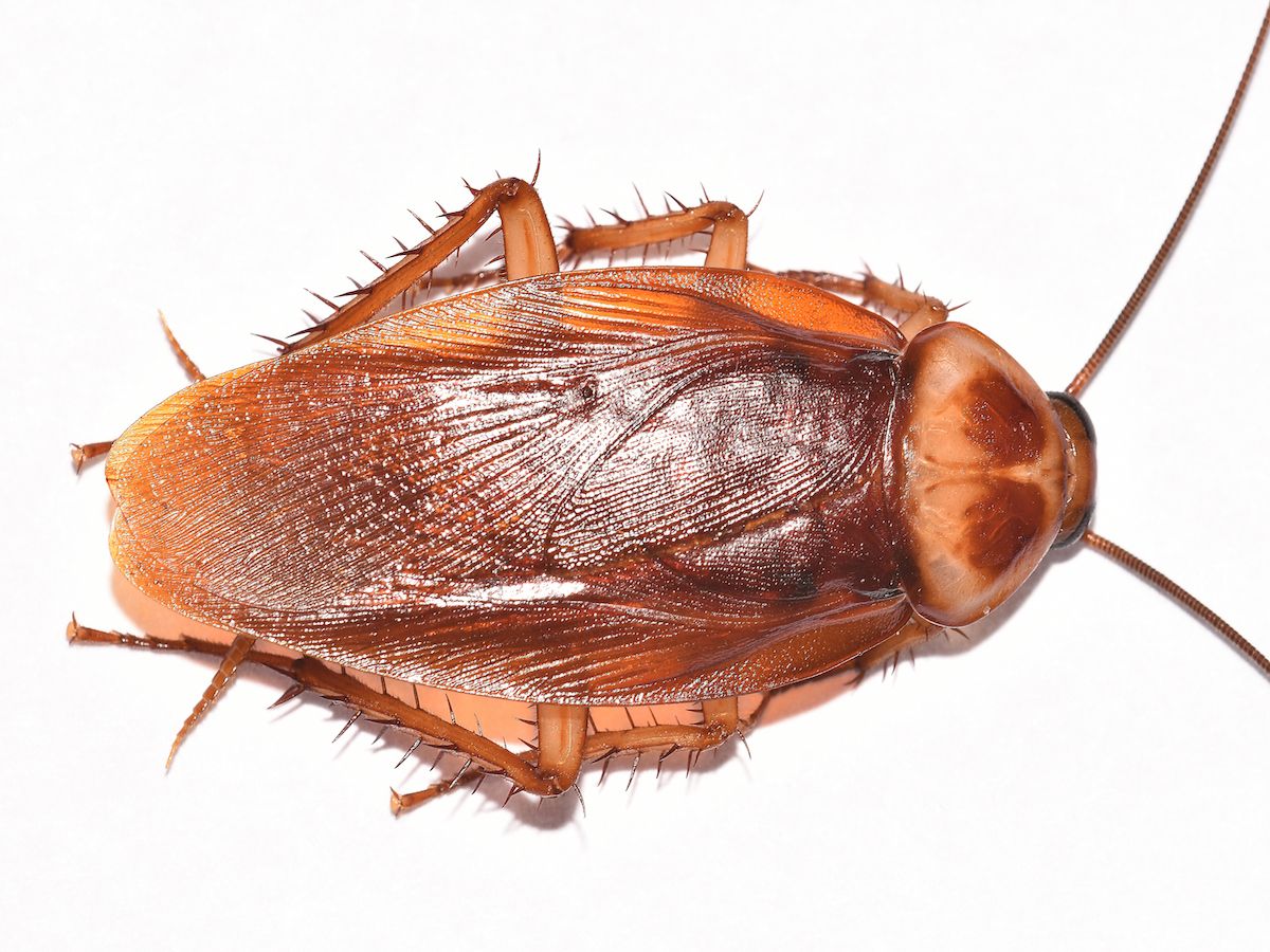 American Cockroaches Control Facts & Information