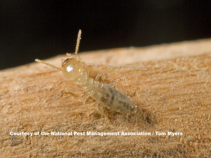 Subterranean termite