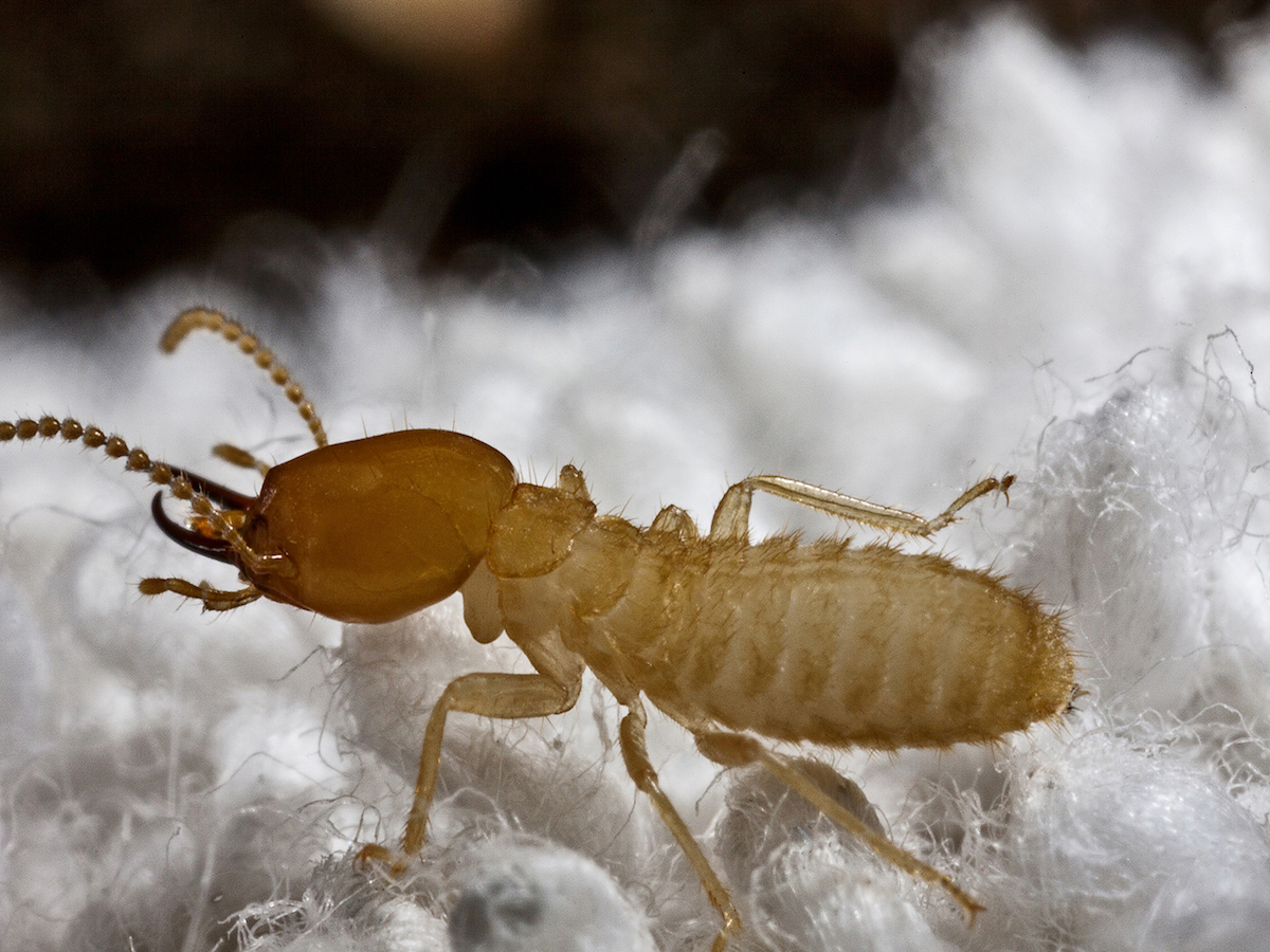 Formosan Termites: Useful tips on how to get rid of termites