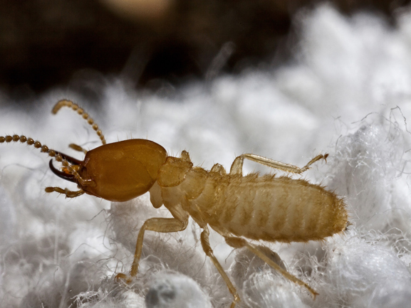 Closeup of a termite