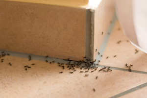 house centipede larva