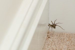 A potentially venomous spider infestation