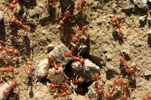 Red imported fire ants crawling in the dirt