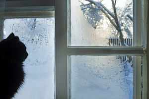 A cat looking out a frost-covered window