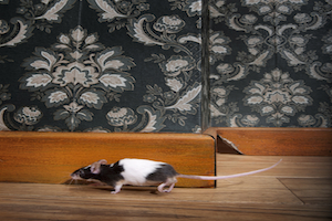 iStock_000008858963_Medium.jpg
