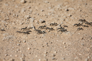 iStock_000026261057_Medium.jpg