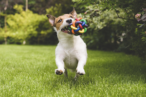 iStock_000069491137_Medium.jpg
