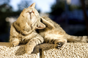 iStock_000052716348_Medium.jpg