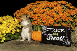 iStock_000075227001_Medium.jpg