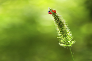 Insect & Pest Mating Rituals - 