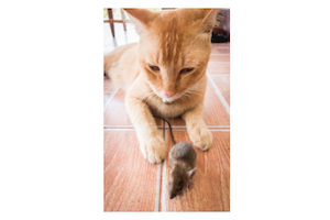 Screen Shot 2016-02-29 at 1.52.29 PM 2.png