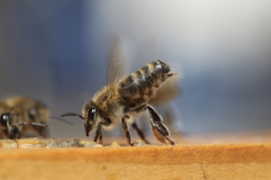 What Stinging Insect Are You?.jpg
