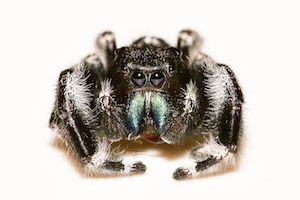 5 Common Spider Invaders in the U.S.jpg