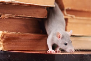 How to Spot Mice or Rats in the Home.jpg