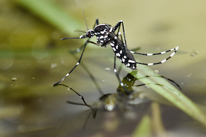 Asian tiger mosquito (Aedes albopictus).jpg