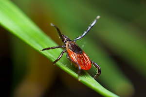 blacklegged female on grass no text.jpg