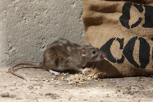 A house mouse eating seeds from a bag