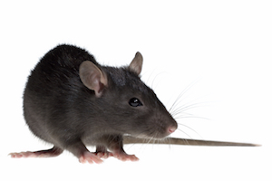 Rat_iStock_000005484522Large[1].jpg