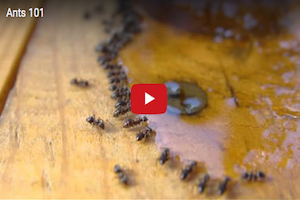 ghost ant infestation Ants 101.png