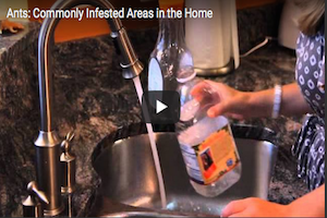 ghost ant infestation Ants-Commonly Infested Areas in the Home.png