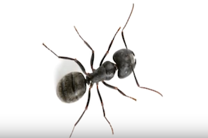 Queen Ant Identification Chart