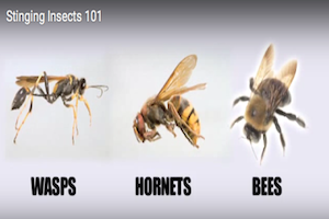 Stinging Insect Identification Chart