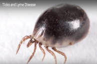 Engorged tick