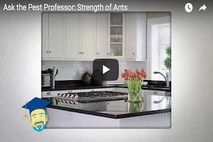 ghost ant infestation How are ants able to carry such large crumbs?.png
