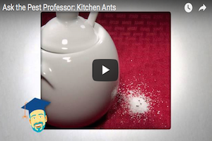 ghost ant infestation What attracts ants to my kitchen counter?.png