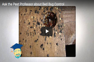 pine sol bed bugs bug bites why are bed bugs so hard to controlpng ask the pest professor stink bug smell pine sol bed bugs bug bites why are bed bugs so hard to controlpng ask the pest professor stink bug smell