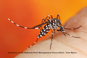Asian Tiger Mosquito _MG_8957.jpg