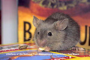 31 Ratón doméstico.jpg