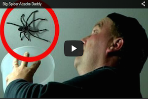 Big Spider Attacks Daddy