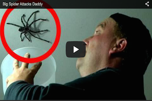 the worlds biggest spider