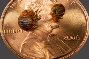 Bed bug no text.jpg