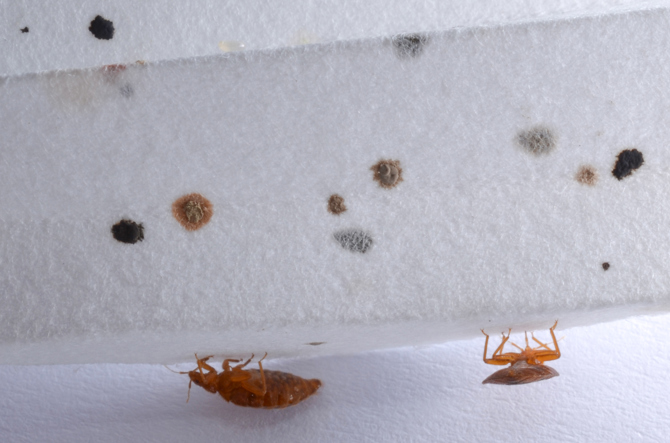 Signs of Bed Bugs: Possible Bed Bug Infestation Signs